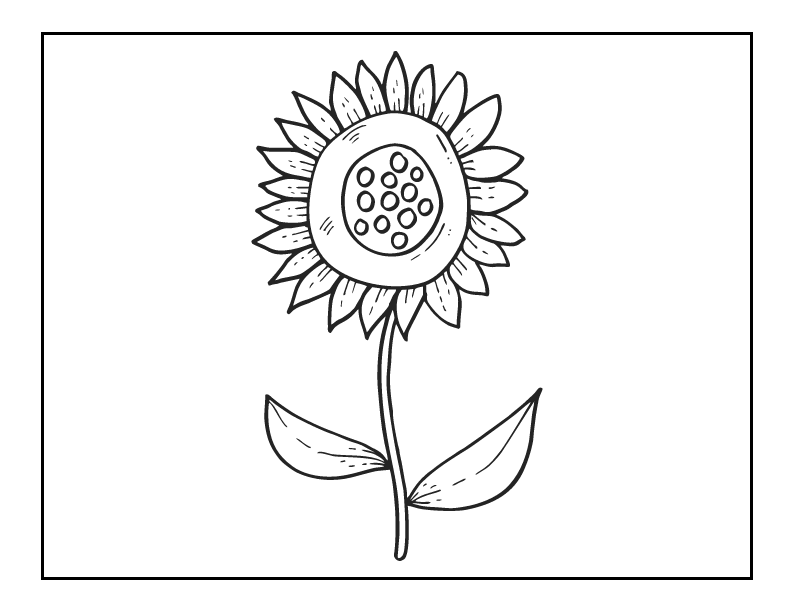 Sunflower with two leaves