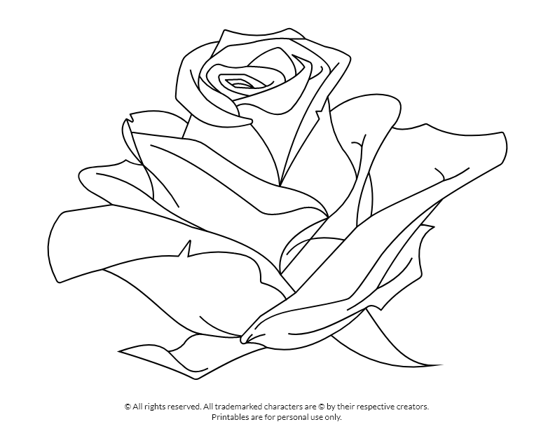 Rose Blossom Coloring