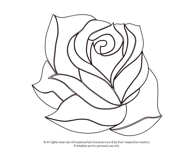 Wonderful rose coloring