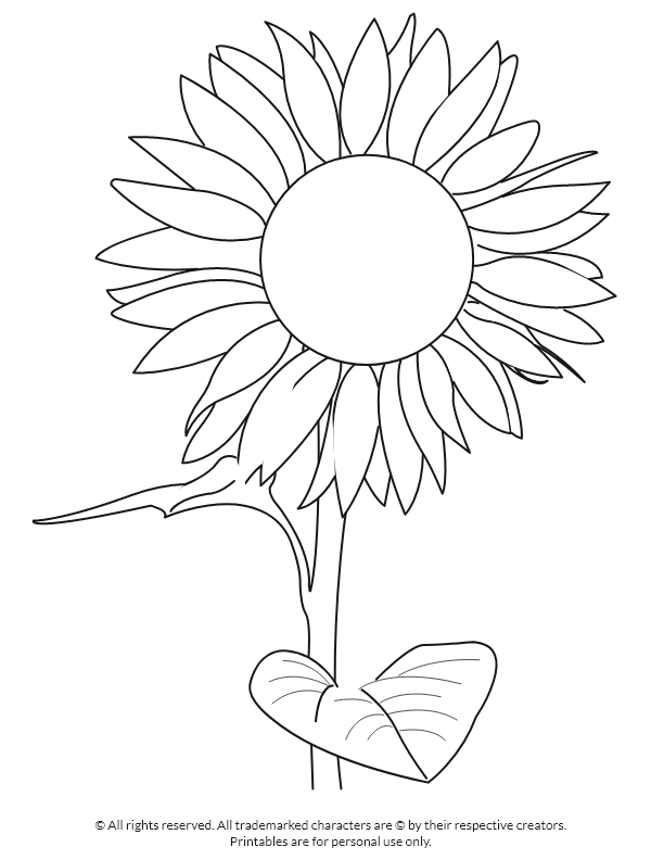 Sunflower with two leaves