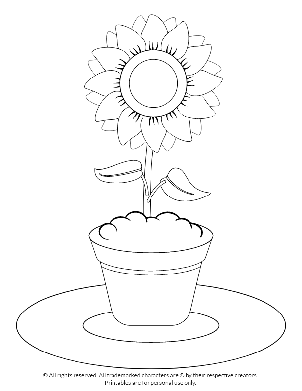 Sunflower plant pot